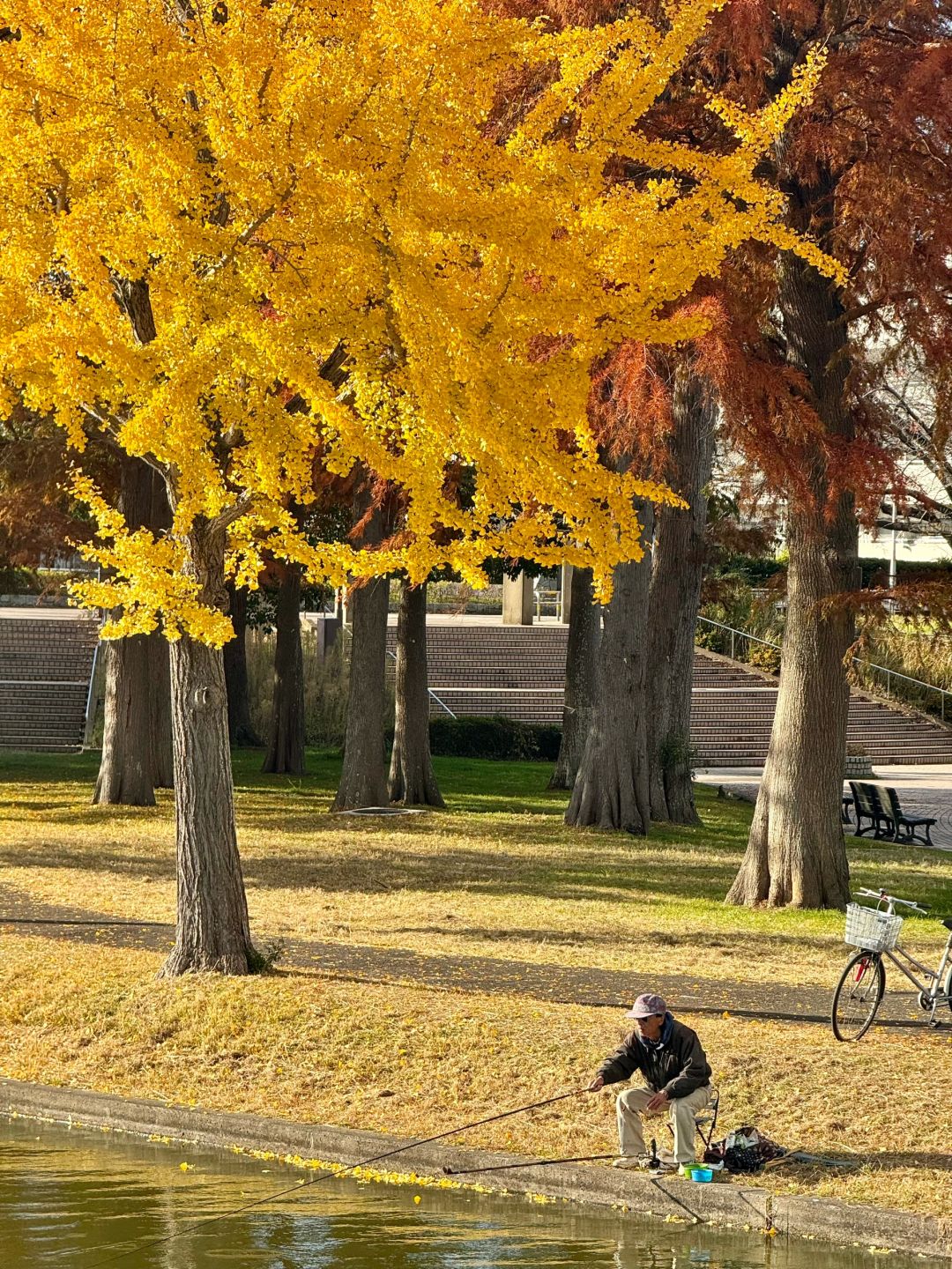Tokyo-Enjoy fairy tale of the Metasequoia forest、bird sanctuary and red leaf trail in Mizumoto Park