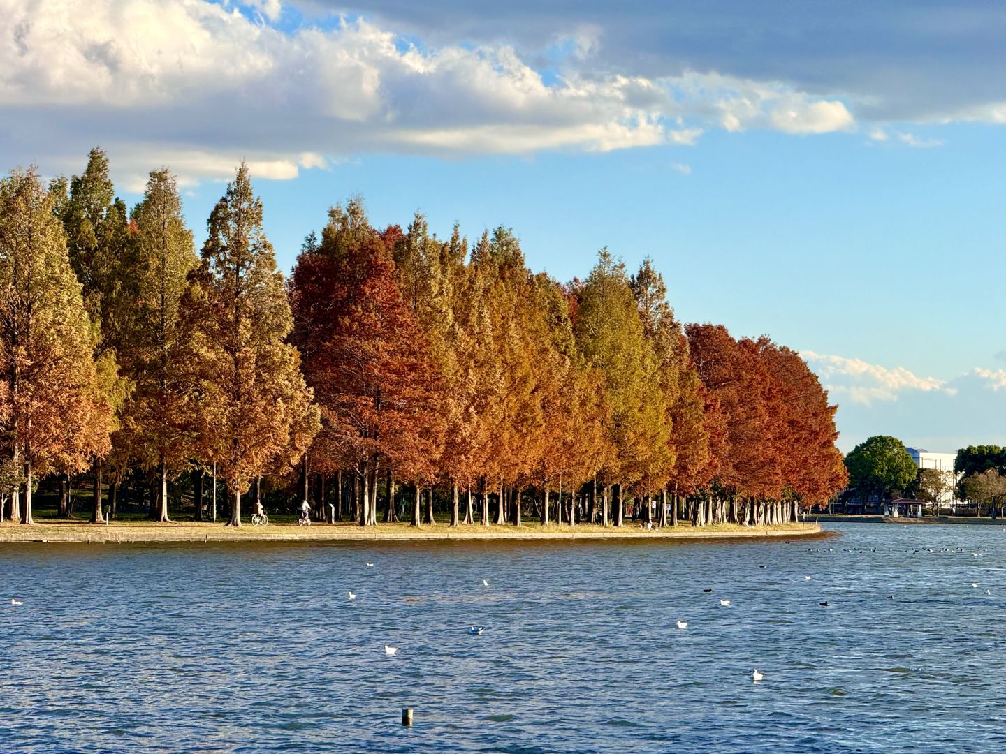 Tokyo-Enjoy fairy tale of the Metasequoia forest、bird sanctuary and red leaf trail in Mizumoto Park