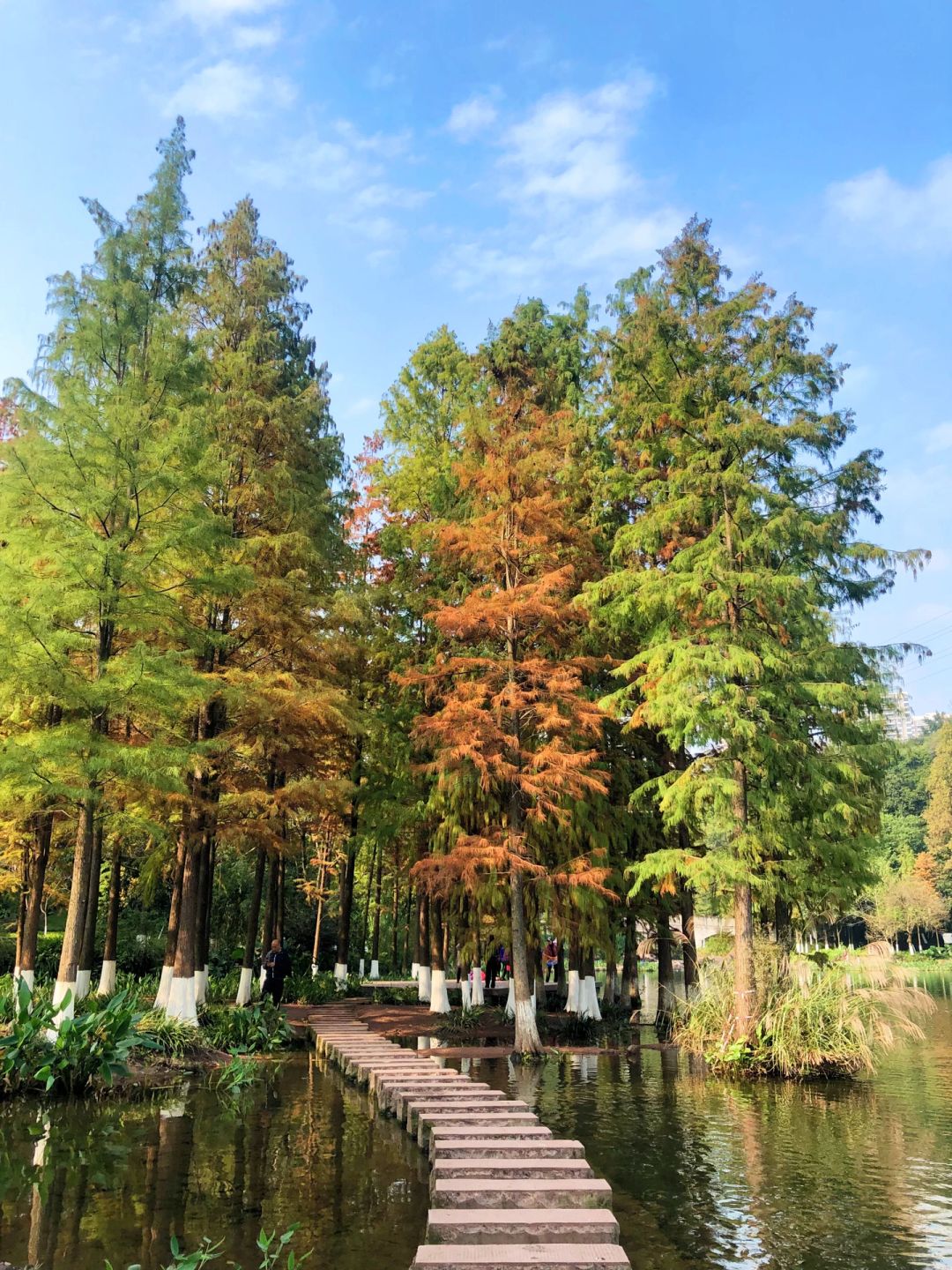 Chengdu/Chongqing-Here are all the beautiful parks in Chongqing that are suitable for autumn tourism!
