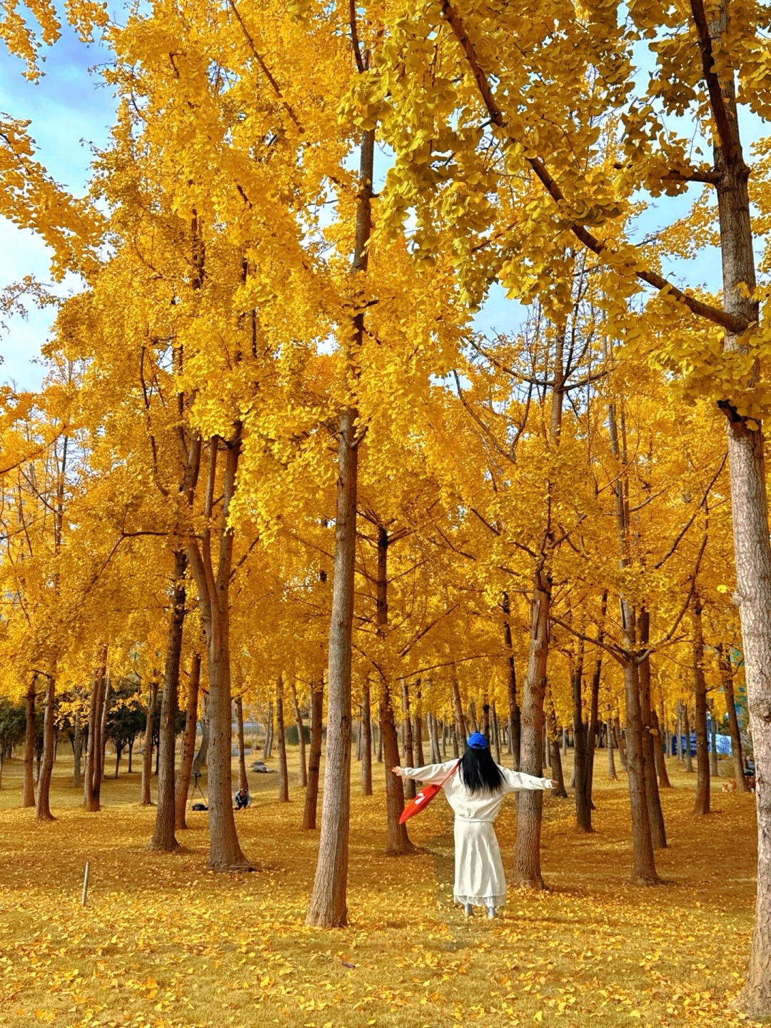 Chengdu/Chongqing-The ginkgo forest in Chengdu Tianfu Park has turned into a golden ocean!