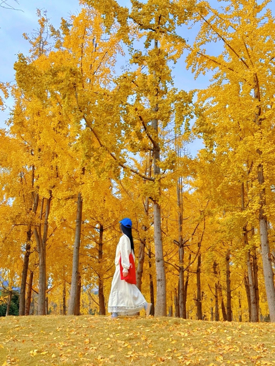 Chengdu/Chongqing-The ginkgo forest in Chengdu Tianfu Park has turned into a golden ocean!