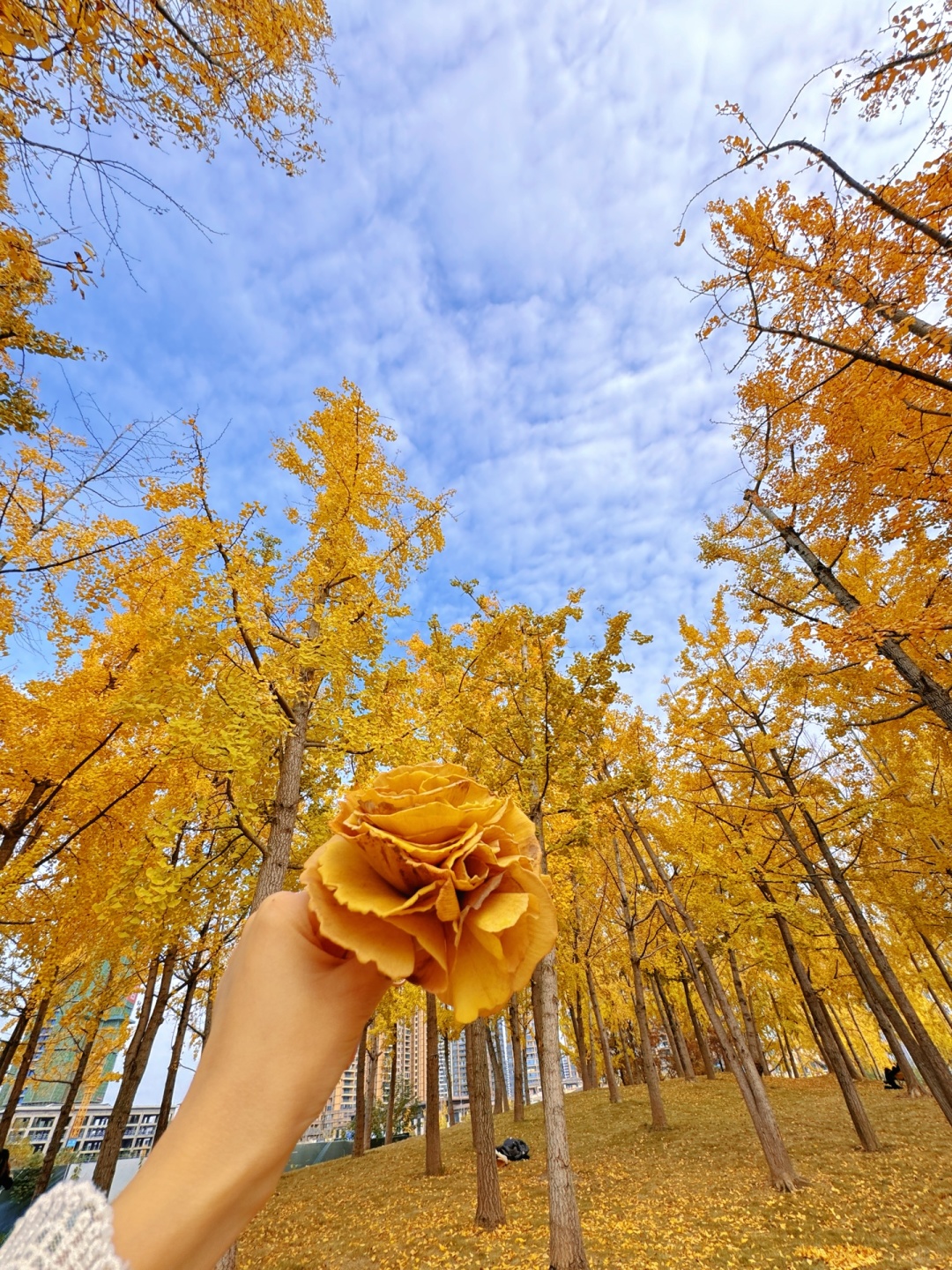 Chengdu/Chongqing-The ginkgo forest in Chengdu Tianfu Park has turned into a golden ocean!