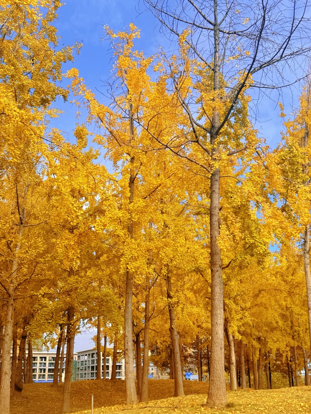Chengdu/Chongqing-The ginkgo forest in Chengdu Tianfu Park has turned into a golden ocean!