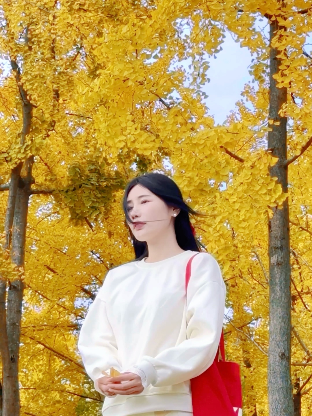 Chengdu/Chongqing-The ginkgo forest in Chengdu Tianfu Park has turned into a golden ocean!