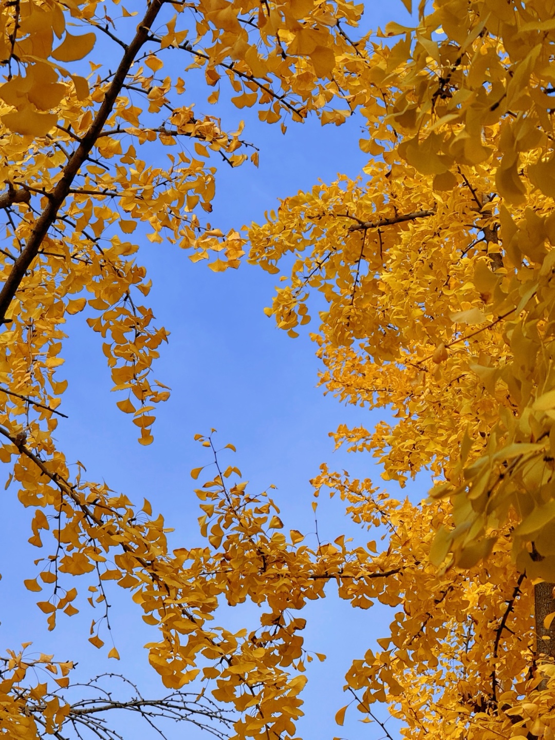Chengdu/Chongqing-The ginkgo forest in Chengdu Tianfu Park has turned into a golden ocean!