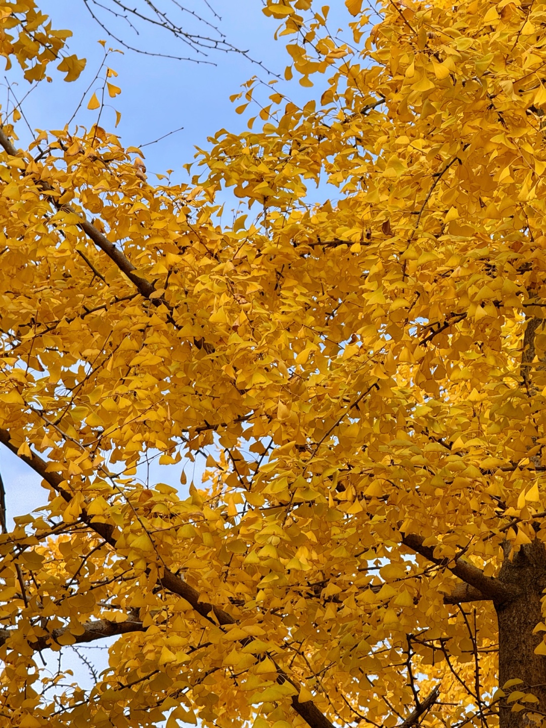 Chengdu/Chongqing-The ginkgo forest in Chengdu Tianfu Park has turned into a golden ocean!