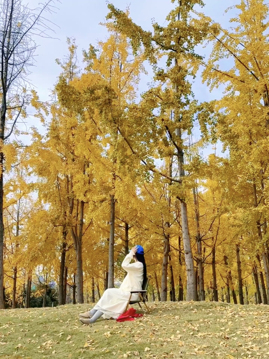Chengdu/Chongqing-The ginkgo forest in Chengdu Tianfu Park has turned into a golden ocean!