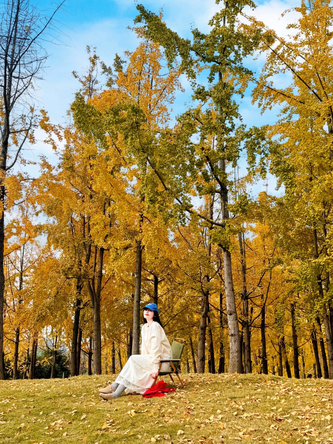 Chengdu/Chongqing-The ginkgo forest in Chengdu Tianfu Park has turned into a golden ocean!