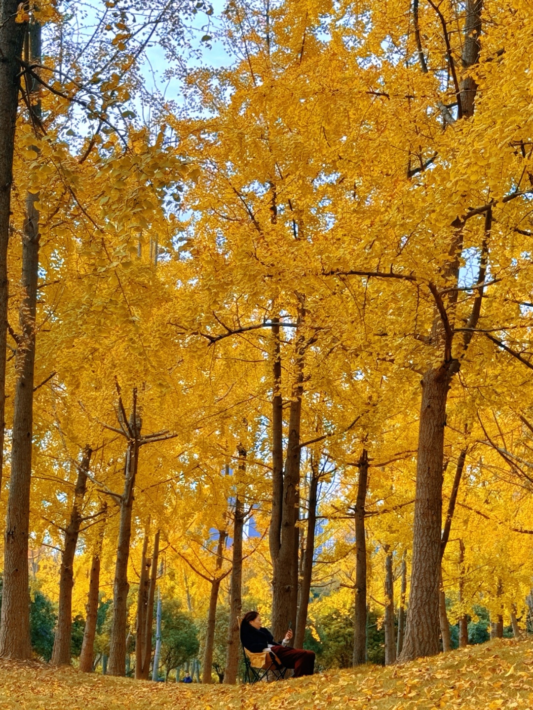 Chengdu/Chongqing-The ginkgo forest in Chengdu Tianfu Park has turned into a golden ocean!