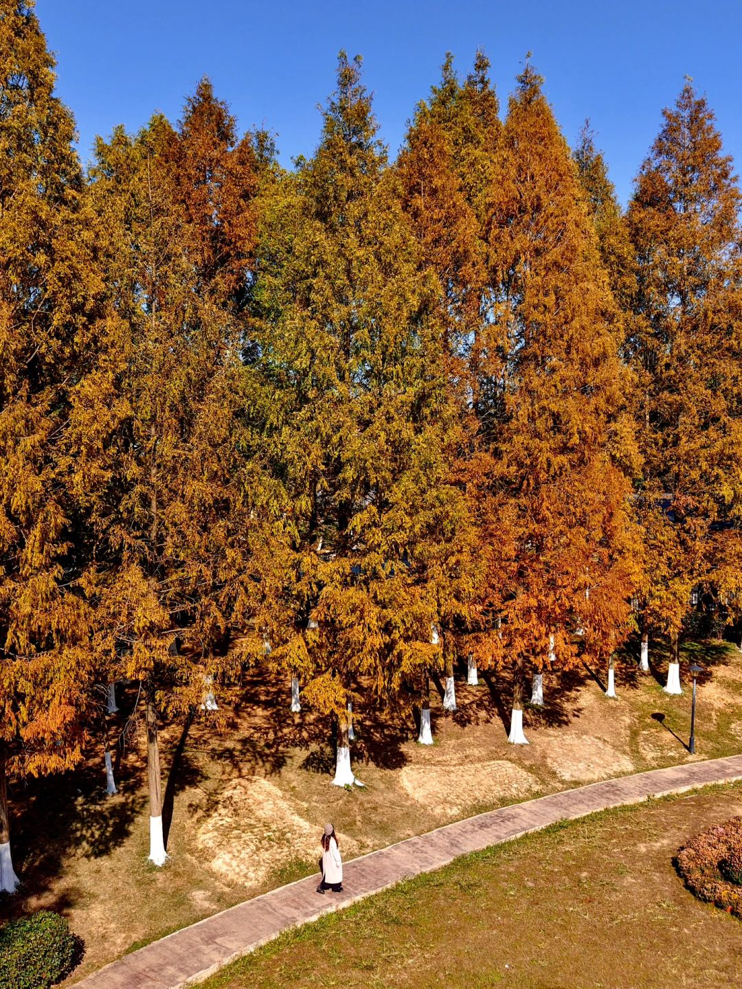 Changsha-Changsha Garden Ecological Park, one of the most suitable camping parks in Changsha, has a very beautiful water fir forest!