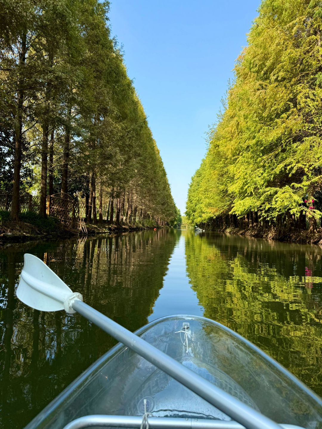 Shanghai/Hangzhou-There is such a forest in Suzhou Huqiu park! ! ! You can row a boat! ! !