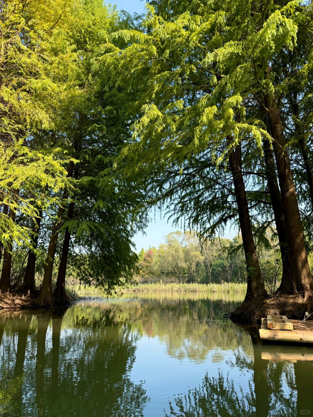 Shanghai/Hangzhou-There is such a forest in Suzhou Huqiu park! ! ! You can row a boat! ! !