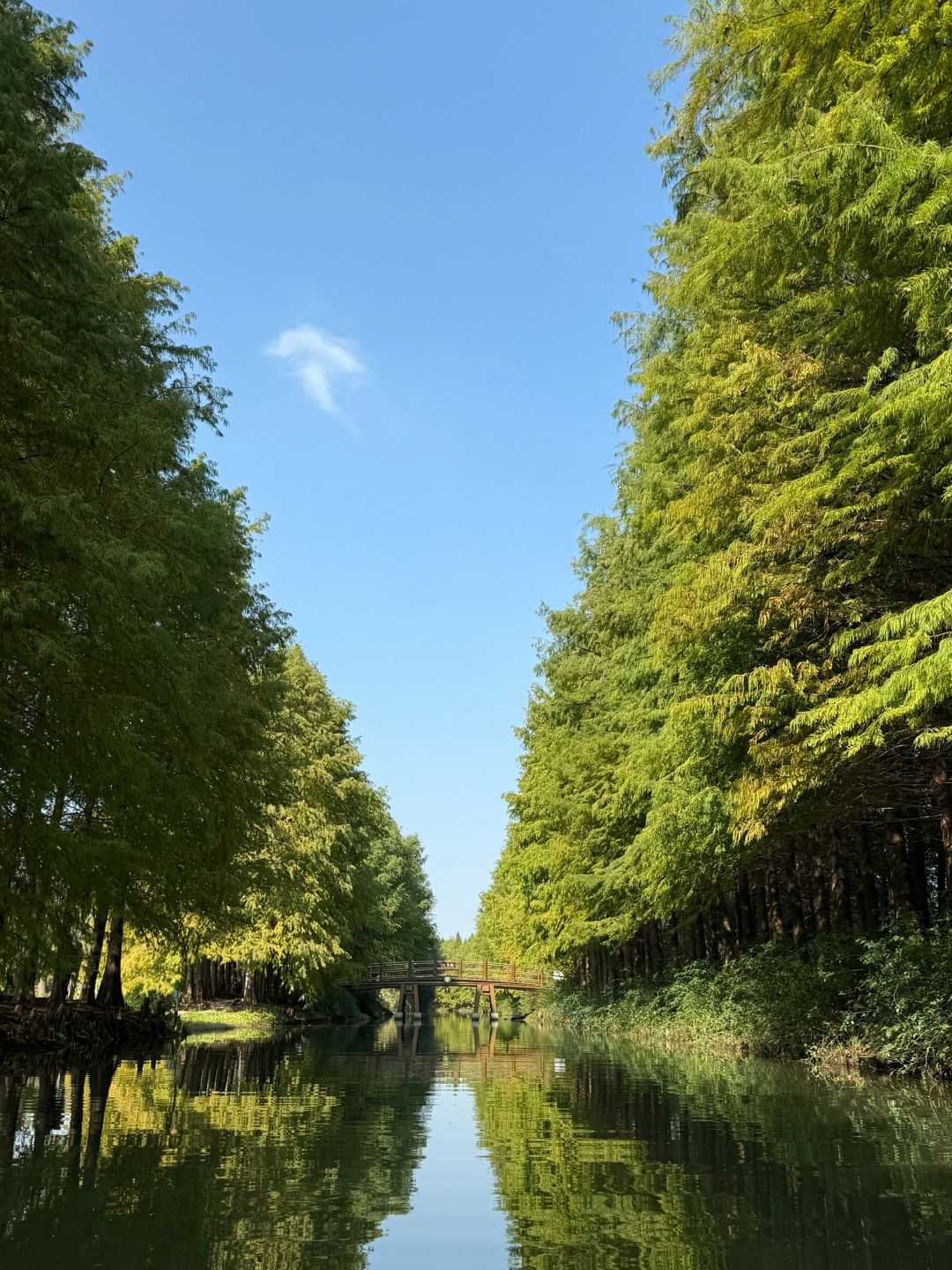 Shanghai/Hangzhou-There is such a forest in Suzhou Huqiu park! ! ! You can row a boat! ! !