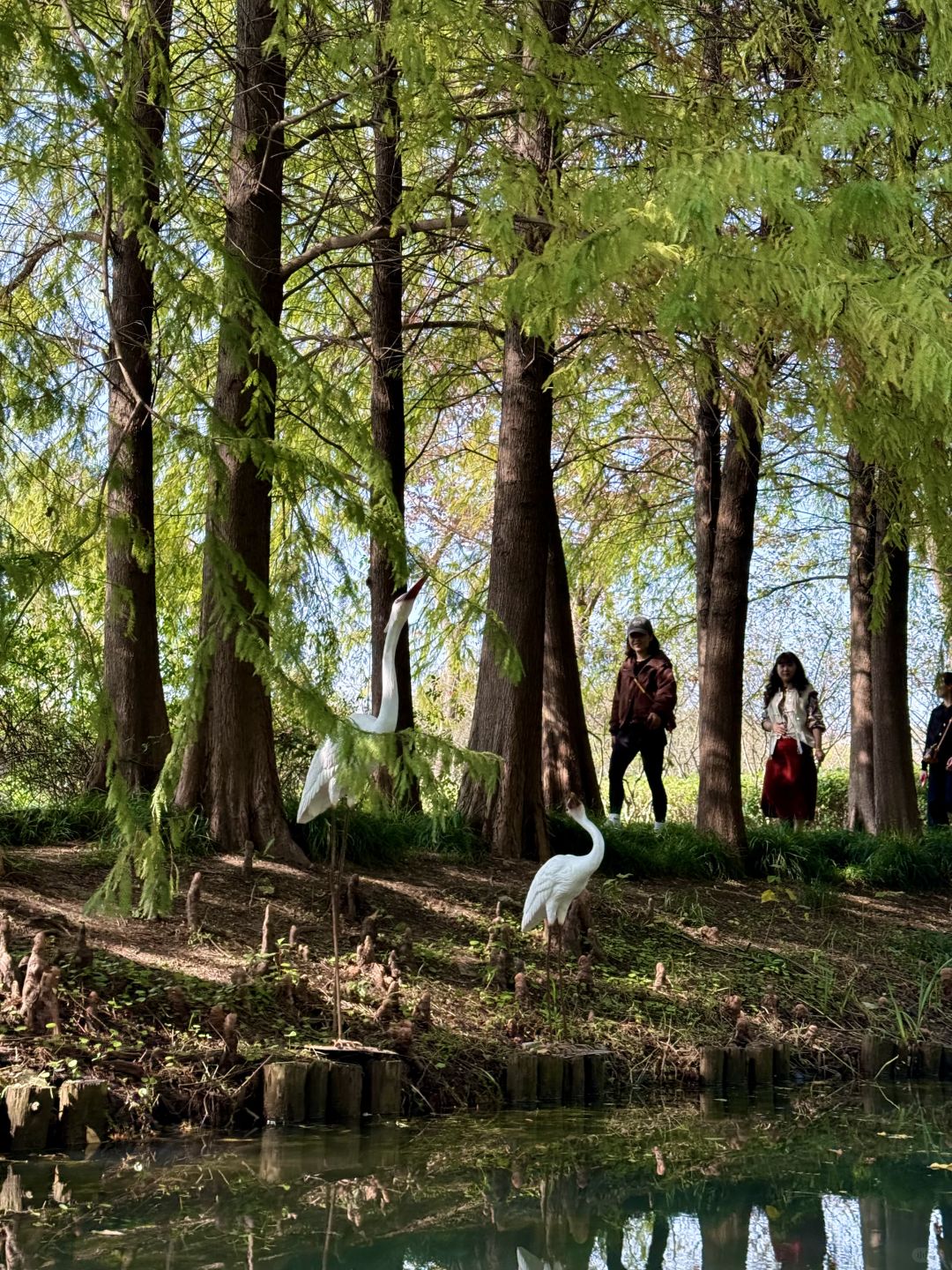 Shanghai/Hangzhou-There is such a forest in Suzhou Huqiu park! ! ! You can row a boat! ! !