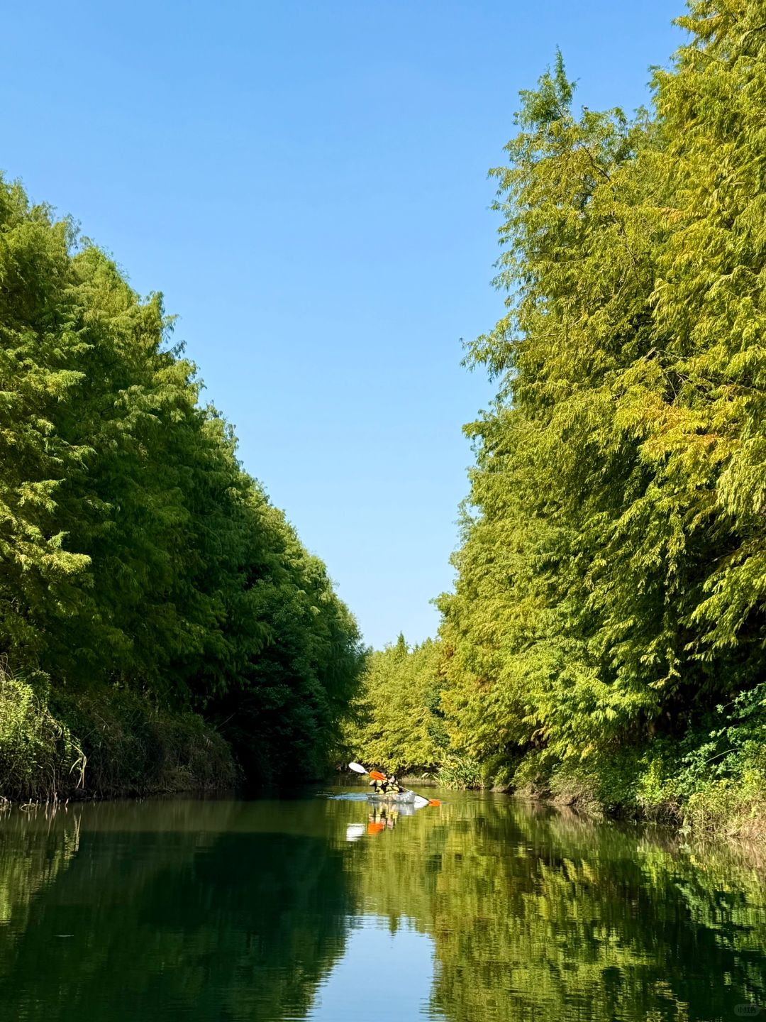 Shanghai/Hangzhou-There is such a forest in Suzhou Huqiu park! ! ! You can row a boat! ! !