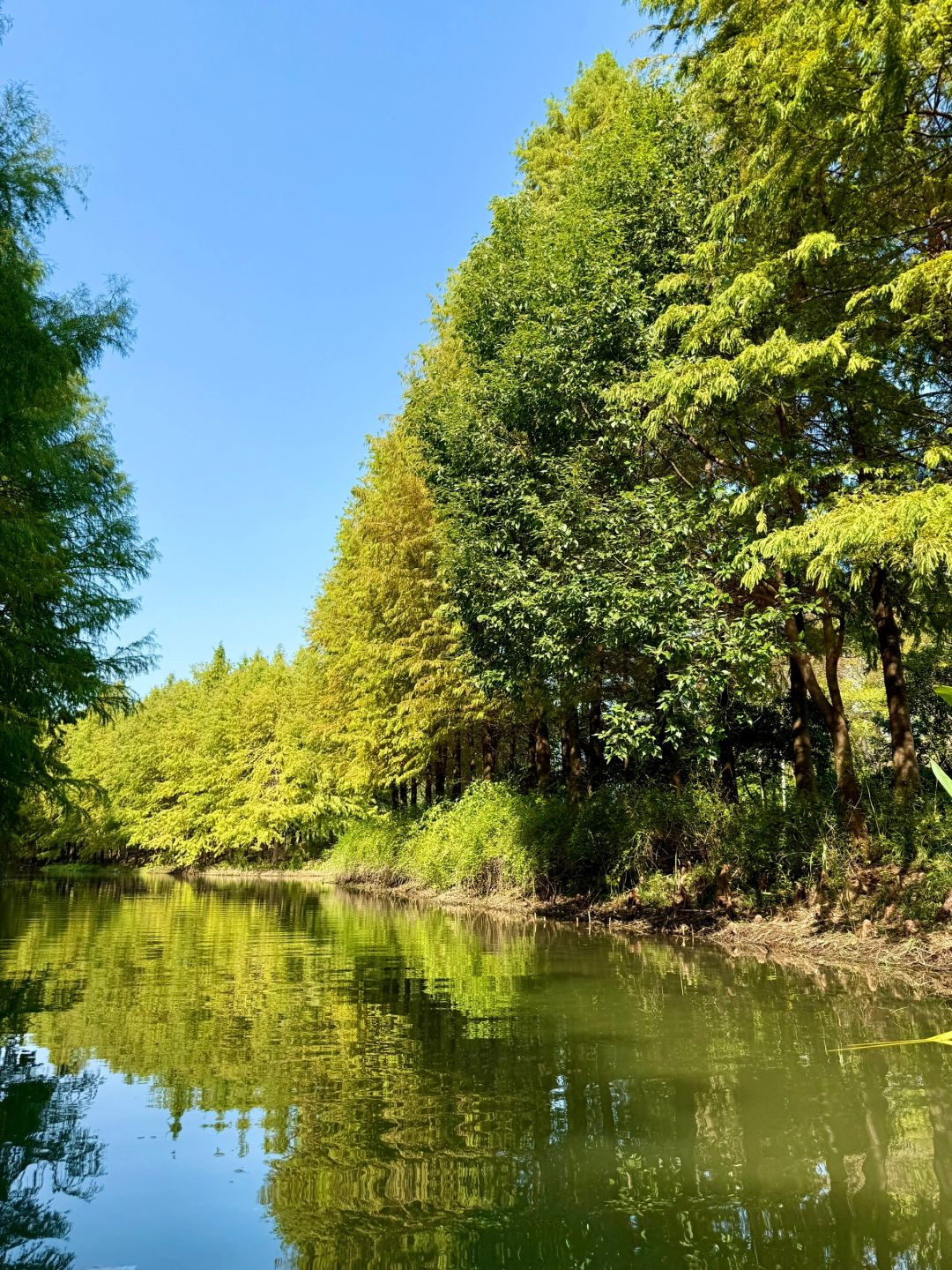 Shanghai/Hangzhou-There is such a forest in Suzhou Huqiu park! ! ! You can row a boat! ! !