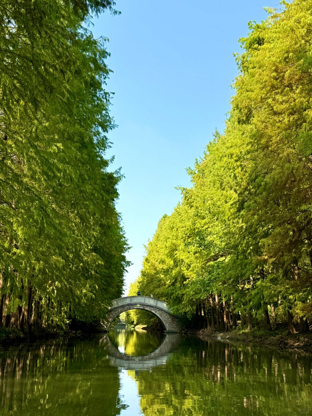 Shanghai/Hangzhou-There is such a forest in Suzhou Huqiu park! ! ! You can row a boat! ! !