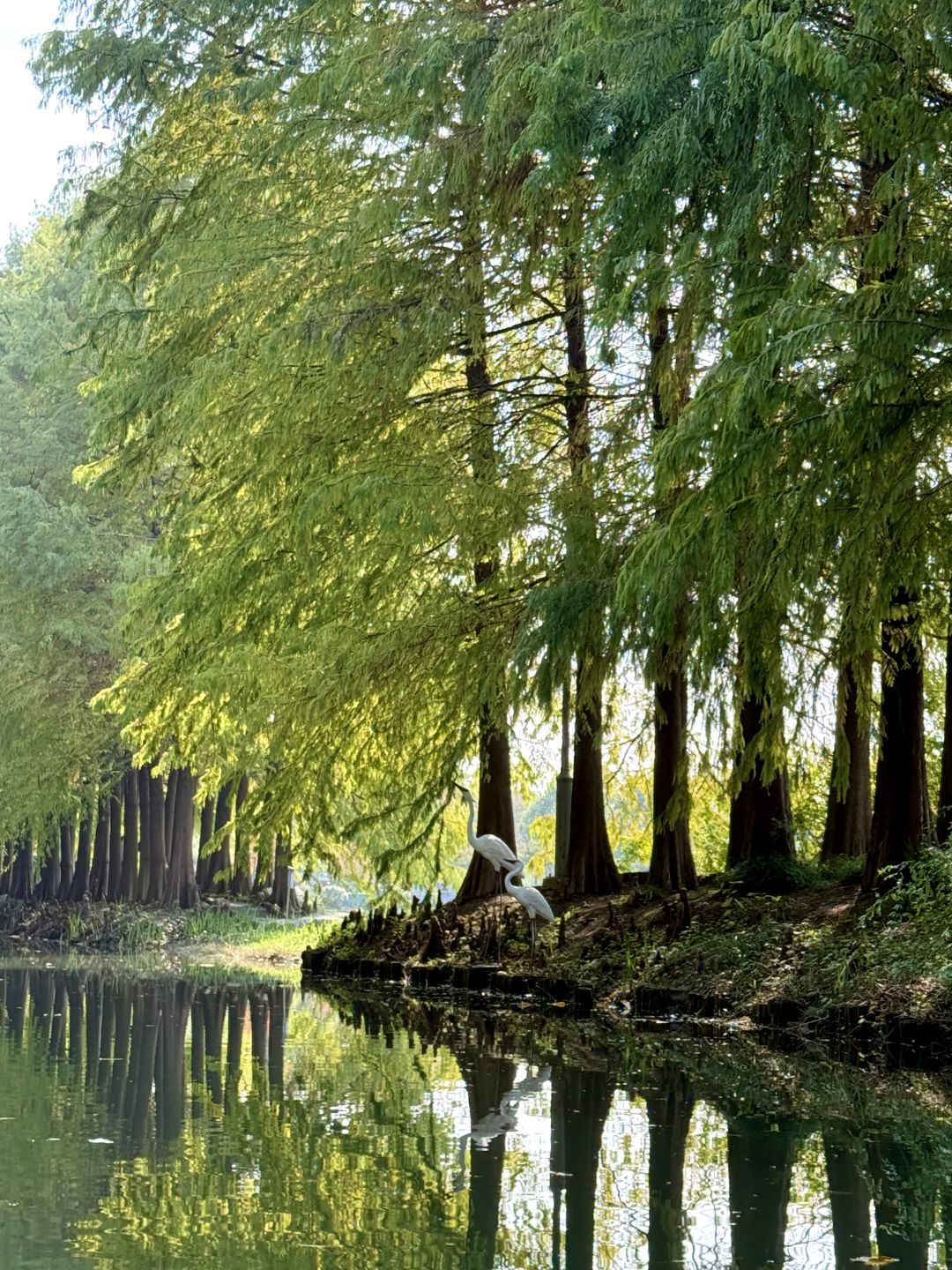 Shanghai/Hangzhou-There is such a forest in Suzhou Huqiu park! ! ! You can row a boat! ! !