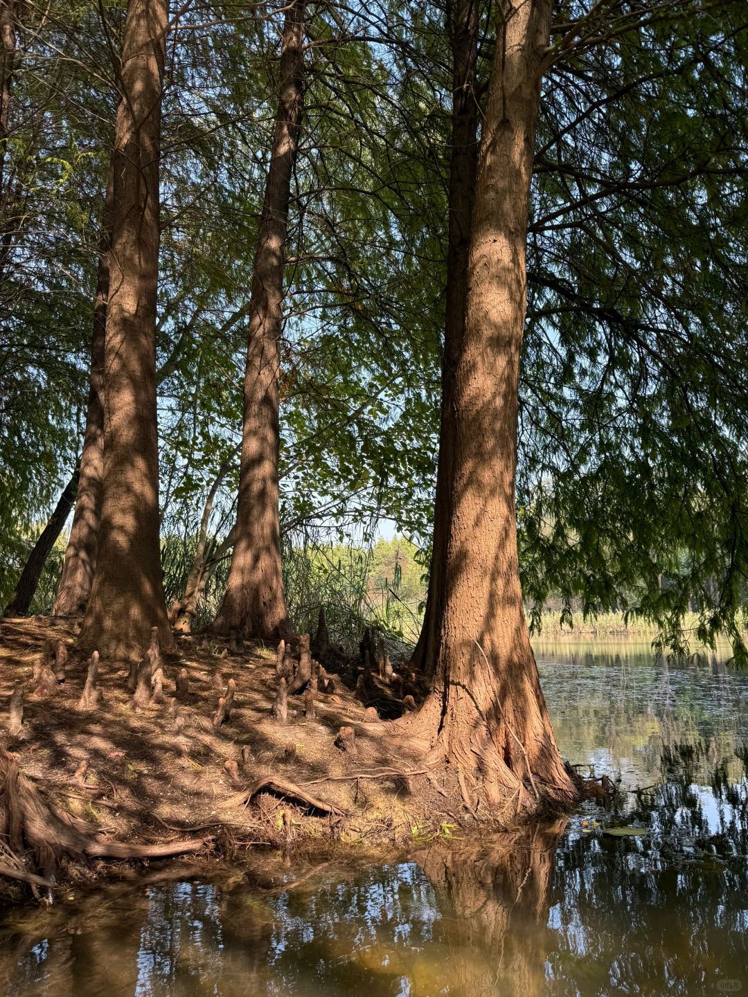 Shanghai/Hangzhou-There is such a forest in Suzhou Huqiu park! ! ! You can row a boat! ! !