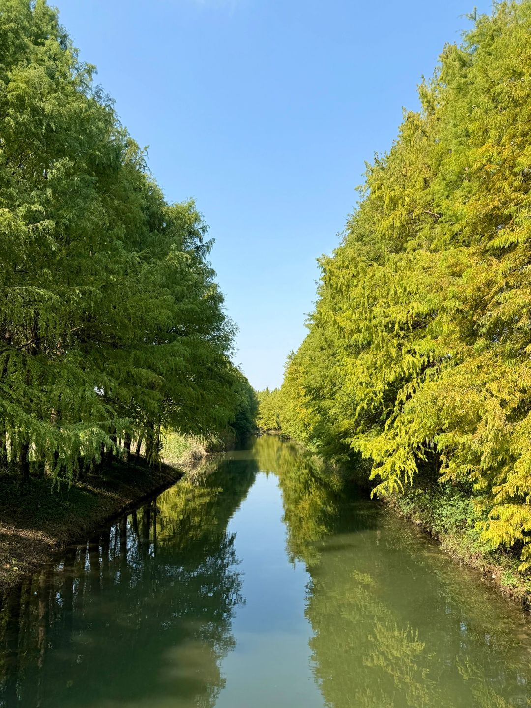 Shanghai/Hangzhou-There is such a forest in Suzhou Huqiu park! ! ! You can row a boat! ! !