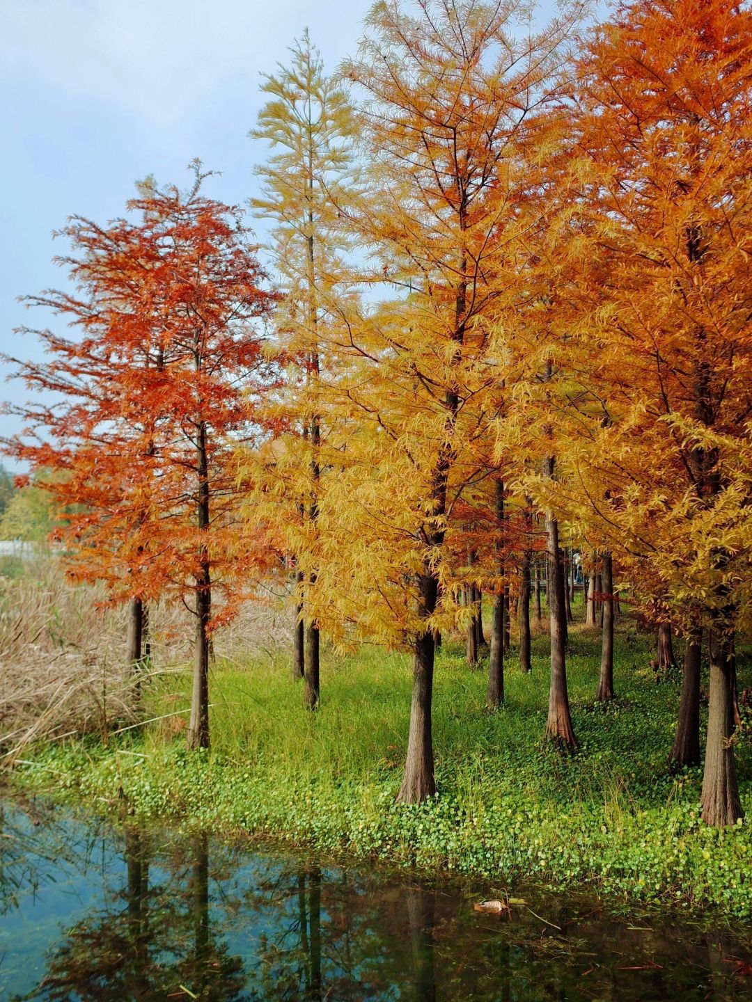 Shanghai/Hangzhou-Suzhou Huqiu Wetland Park is a vibrant park that you will love time and time again!