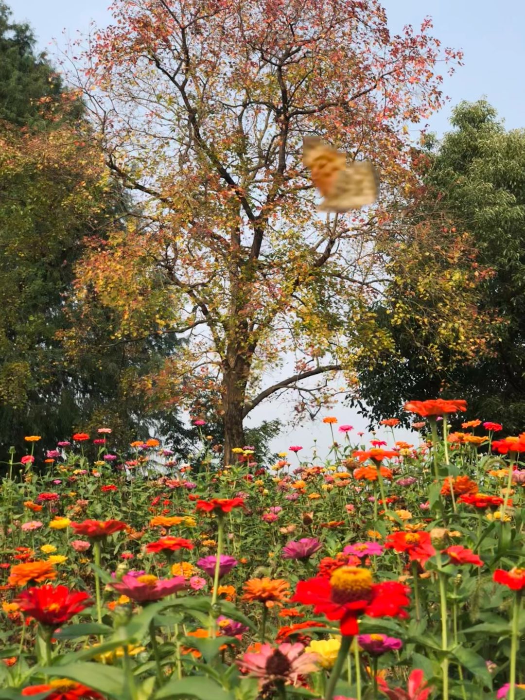 Shanghai/Hangzhou-Suzhou Huqiu Wetland Park is a vibrant park that you will love time and time again!