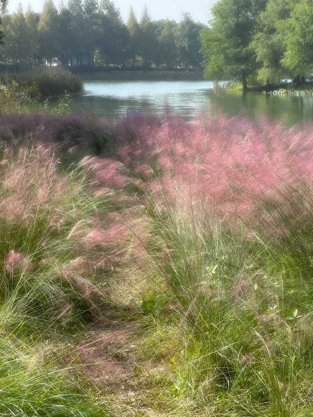 Shanghai/Hangzhou-Suzhou Huqiu Wetland Park is a vibrant park that you will love time and time again!