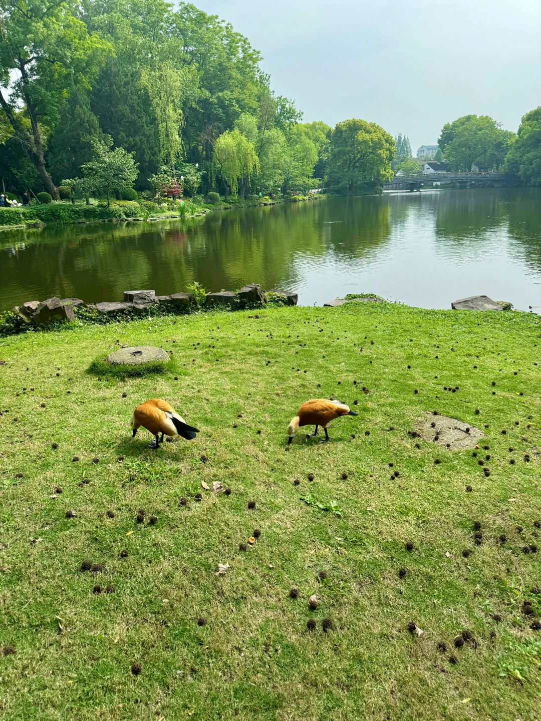 Shanghai/Hangzhou-Suzhou Dongyuan, a natural oxygen bar hidden in the old city area!