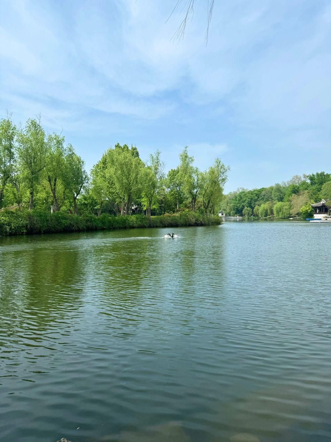 Shanghai/Hangzhou-Suzhou Dongyuan, a natural oxygen bar hidden in the old city area!