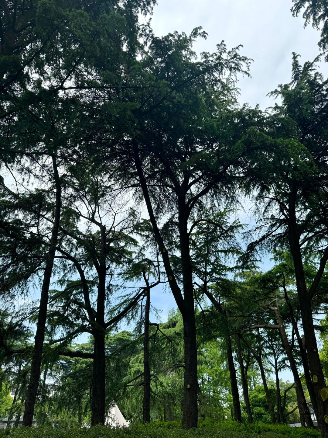Shanghai/Hangzhou-Suzhou Dongyuan, a natural oxygen bar hidden in the old city area!