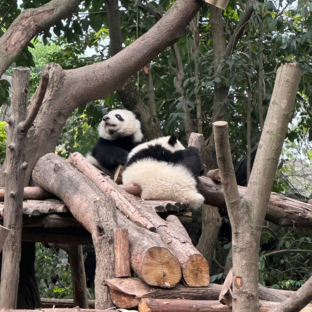 Chengdu/Chongqing-A travel guide book made by locals in Chengdu! You must watch before go to Chengdu!