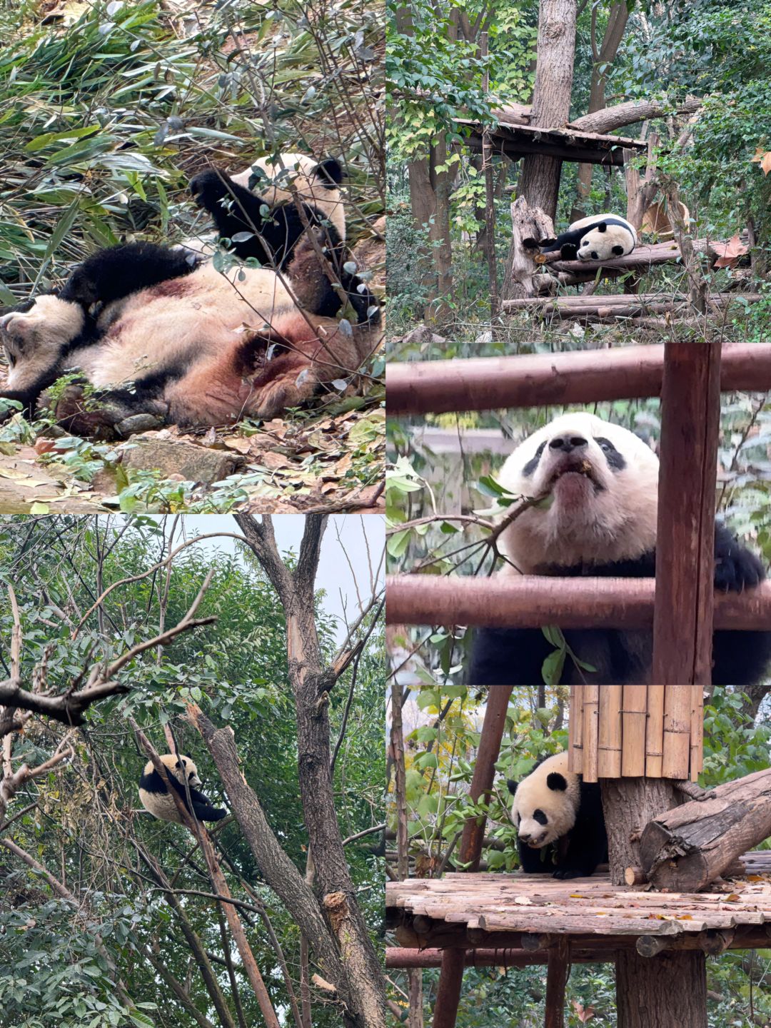 Chengdu/Chongqing-Guide to taking photos and checking in for three days and two nights in Chengdu！