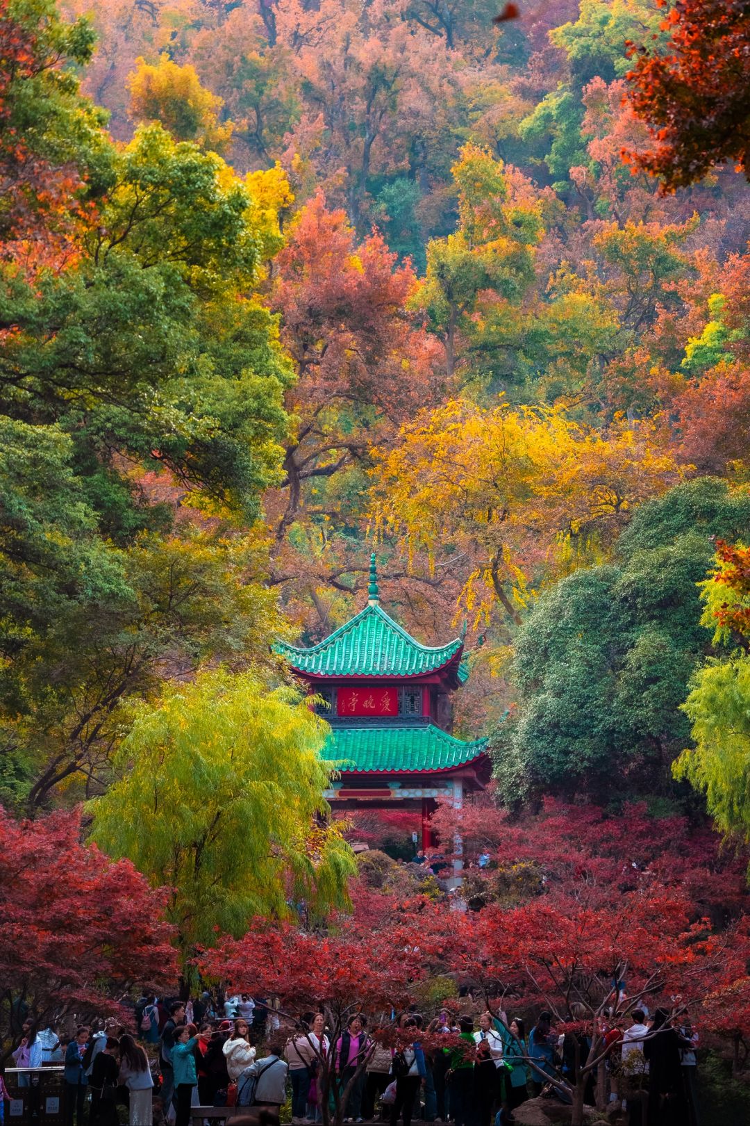 Changsha-I have to say that ️Changsha’s autumn is all hidden in Yuelu mountain！