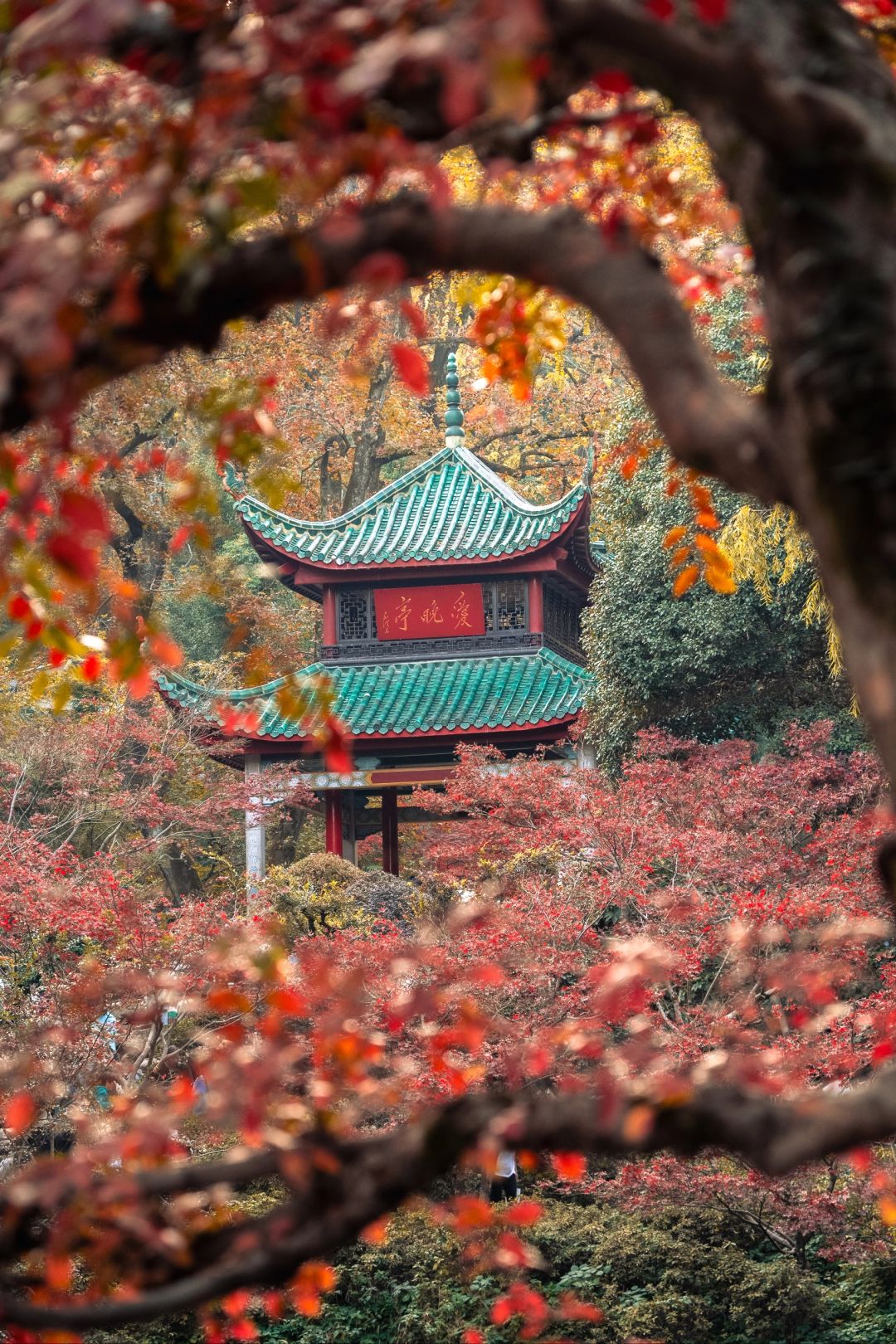 Changsha-I have to say that ️Changsha’s autumn is all hidden in Yuelu mountain！
