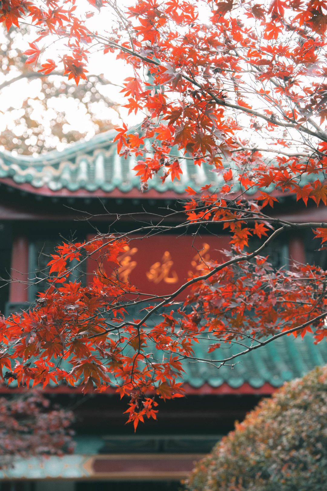 Changsha-I have to say that ️Changsha’s autumn is all hidden in Yuelu mountain！