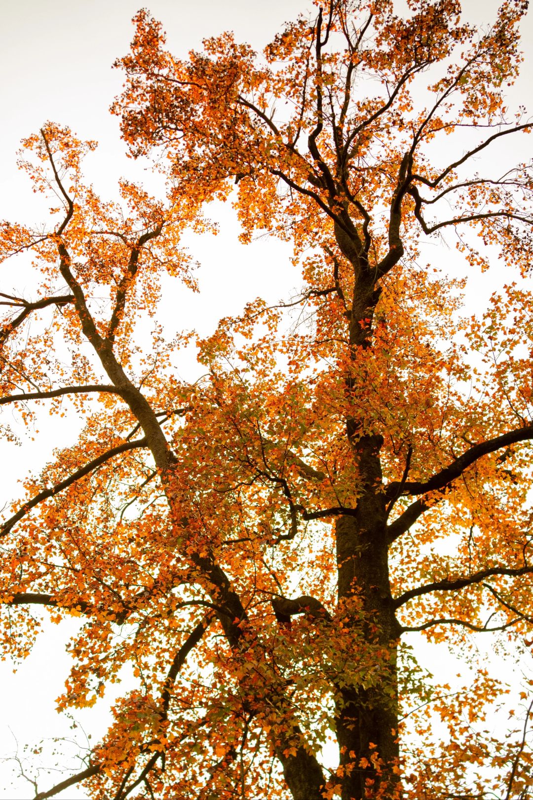 Changsha-I have to say that ️Changsha’s autumn is all hidden in Yuelu mountain！