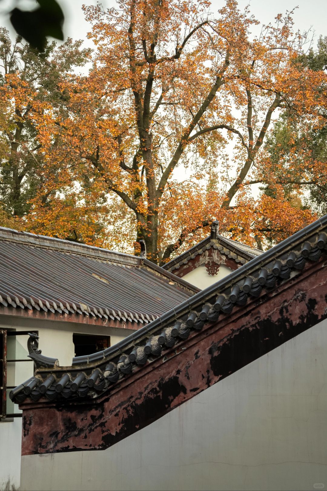 Changsha-I have to say that ️Changsha’s autumn is all hidden in Yuelu mountain！