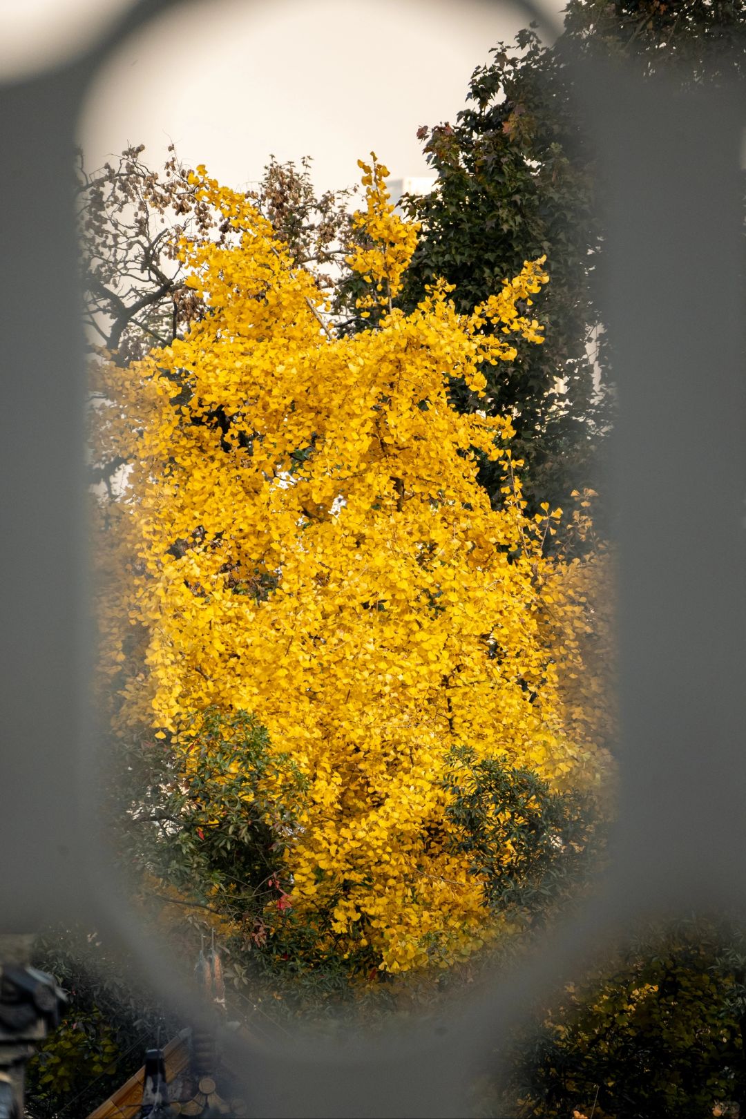 Changsha-I have to say that ️Changsha’s autumn is all hidden in Yuelu mountain！