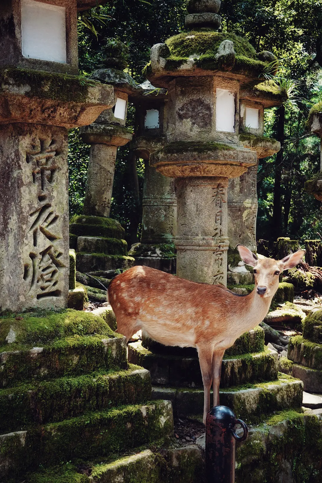 Tokyo-11 Days ofTravel itinerary reference:Tokyo Tower,Sensoji Temple,Kawaramachi,Arashiyama