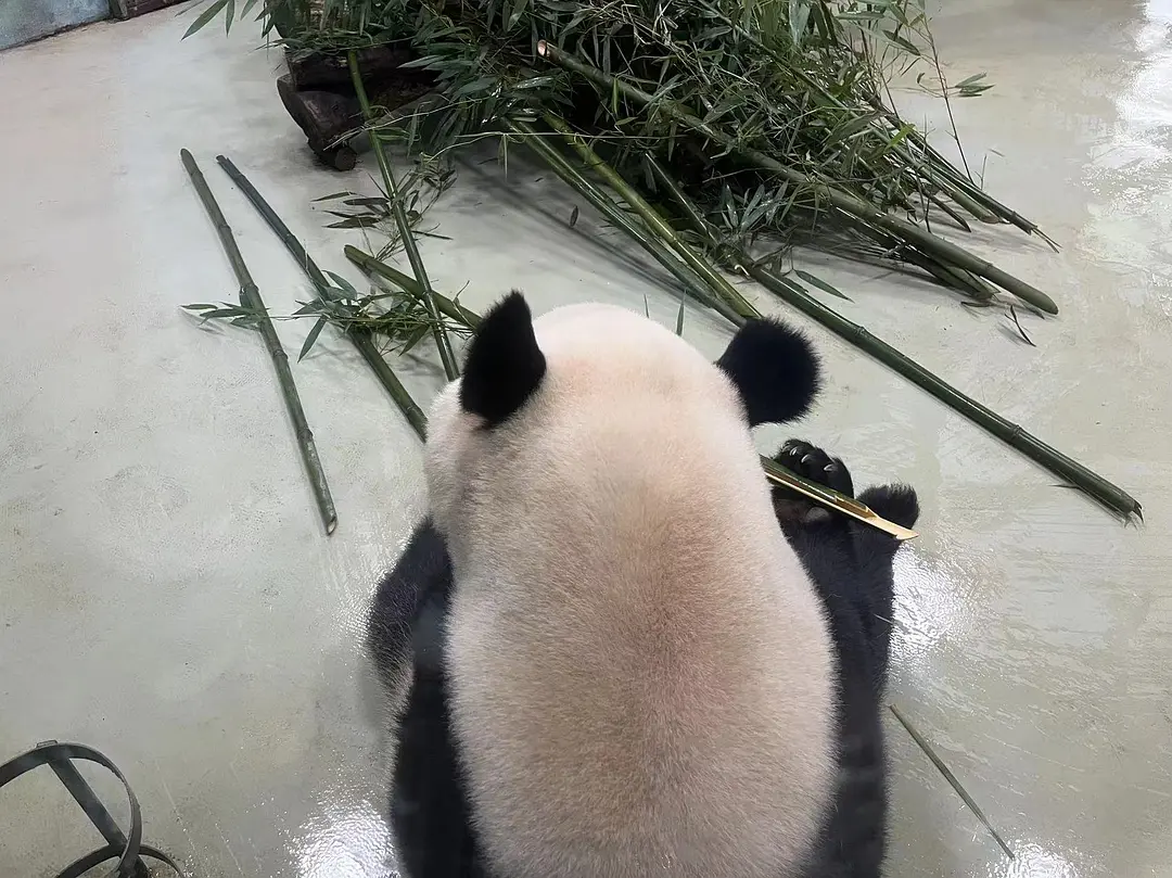 Chengdu/Chongqing-Chengdu Travel Notes | N Ways to Open My Green Apple Paradise