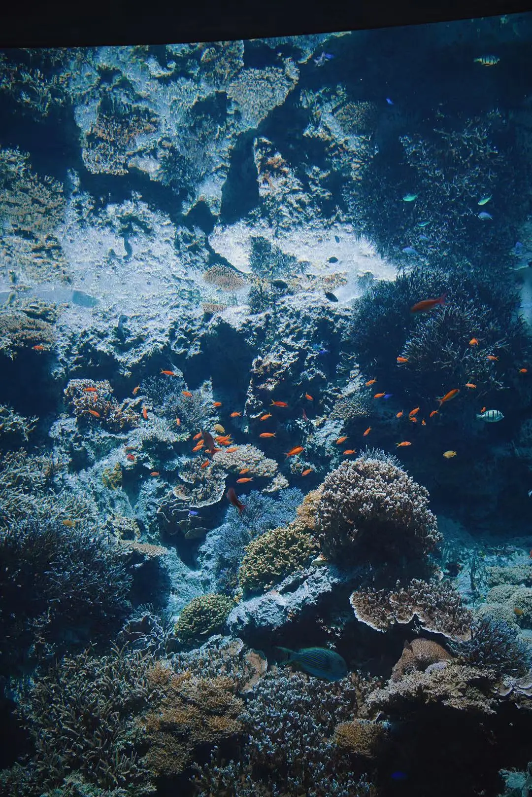 Okinawa-Unfulfilled Okinawa Dream Turned into a Journey of Discovery--Churaumi Aquarium,Tokashiki Island,Senaga Island
