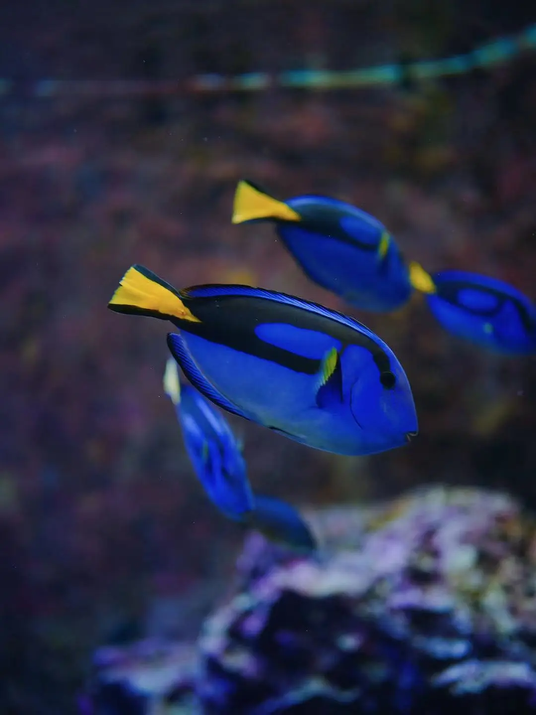 Okinawa-Unfulfilled Okinawa Dream Turned into a Journey of Discovery--Churaumi Aquarium,Tokashiki Island,Senaga Island