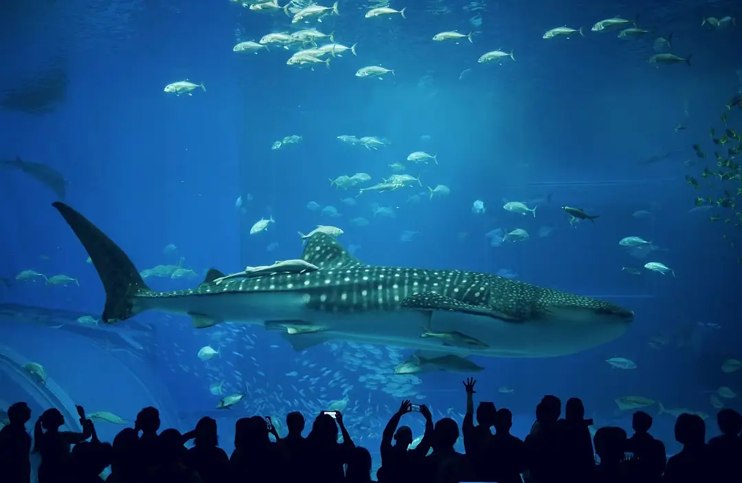 Okinawa-Unfulfilled Okinawa Dream Turned into a Journey of Discovery--Churaumi Aquarium,Tokashiki Island,Senaga Island