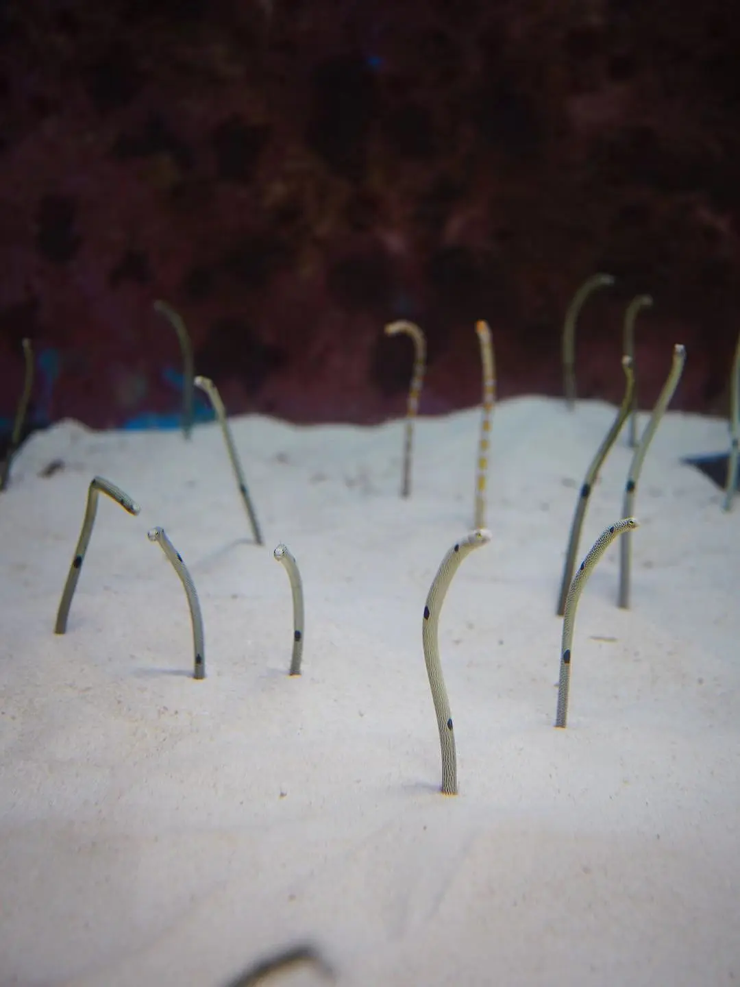 Okinawa-Unfulfilled Okinawa Dream Turned into a Journey of Discovery--Churaumi Aquarium,Tokashiki Island,Senaga Island