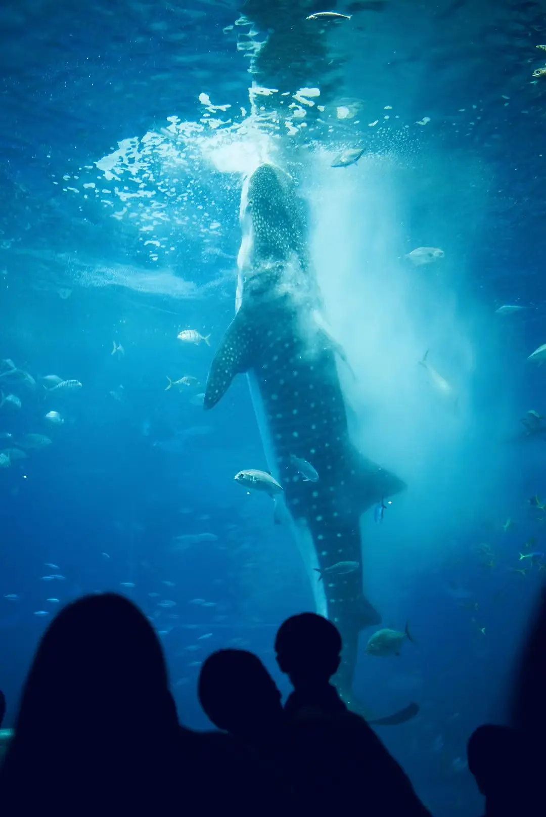 Okinawa-Unfulfilled Okinawa Dream Turned into a Journey of Discovery--Churaumi Aquarium,Tokashiki Island,Senaga Island