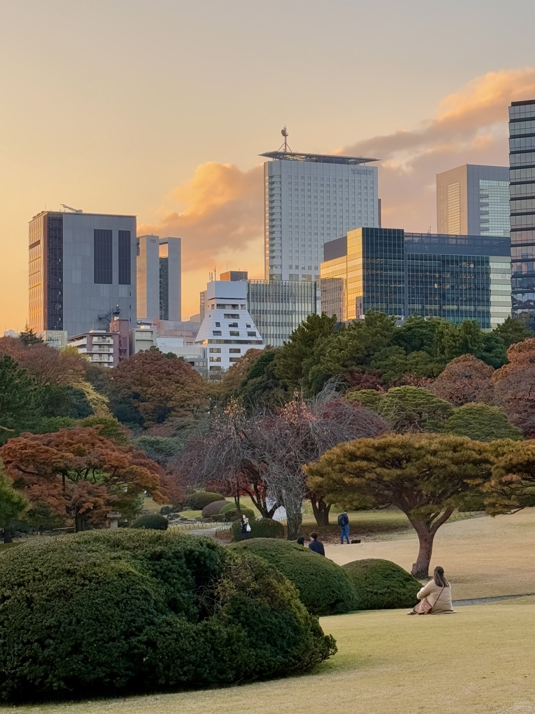 Tokyo-Enjoy the red leaves, ginkgo trees and warm sunset in a quiet park in Tokyo, Japan