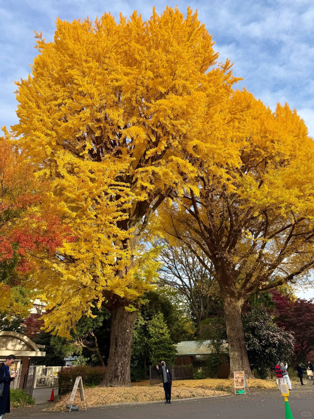 Tokyo-Enjoy the red leaves, ginkgo trees and warm sunset in a quiet park in Tokyo, Japan