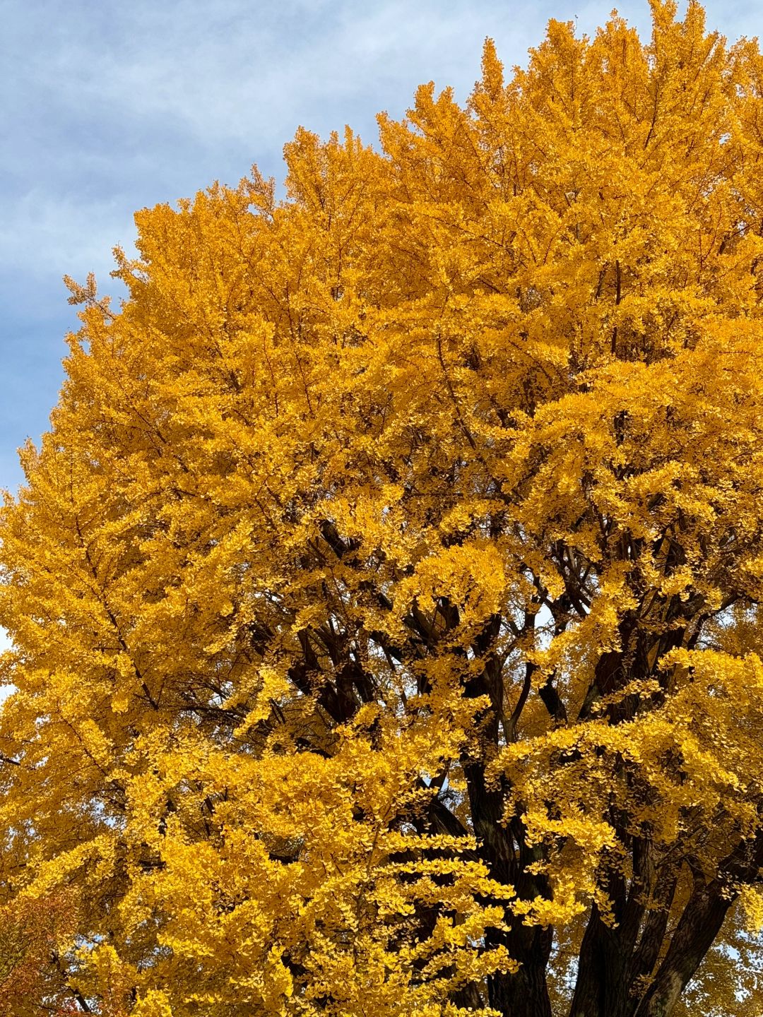 Tokyo-Enjoy the red leaves, ginkgo trees and warm sunset in a quiet park in Tokyo, Japan
