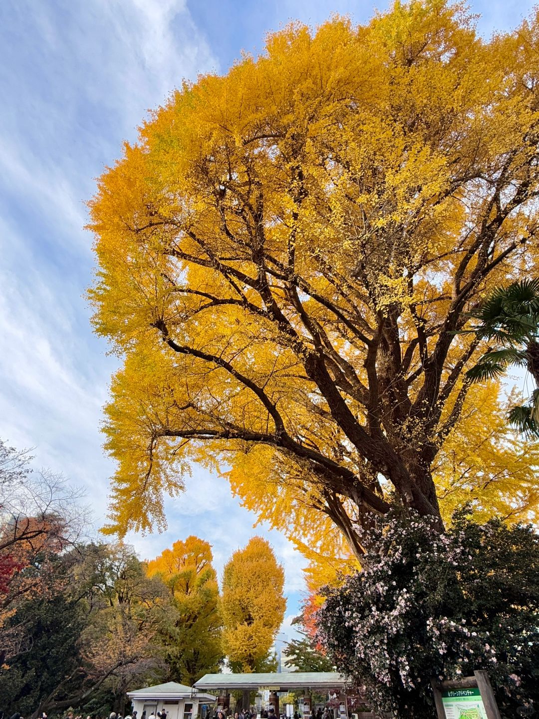 Tokyo-Enjoy the red leaves, ginkgo trees and warm sunset in a quiet park in Tokyo, Japan