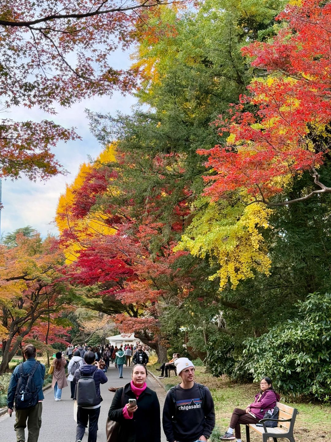 Tokyo-Enjoy the red leaves, ginkgo trees and warm sunset in a quiet park in Tokyo, Japan